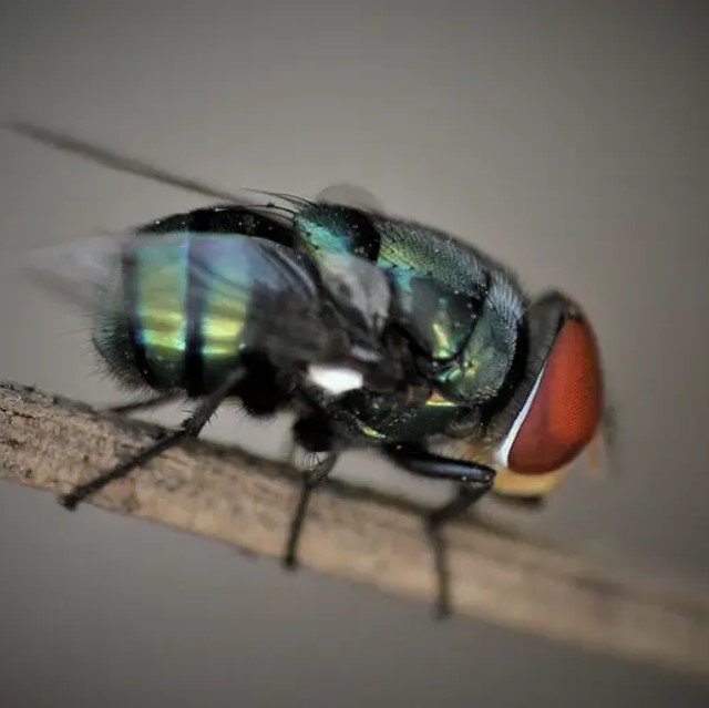 Need Fly Removal Click Here