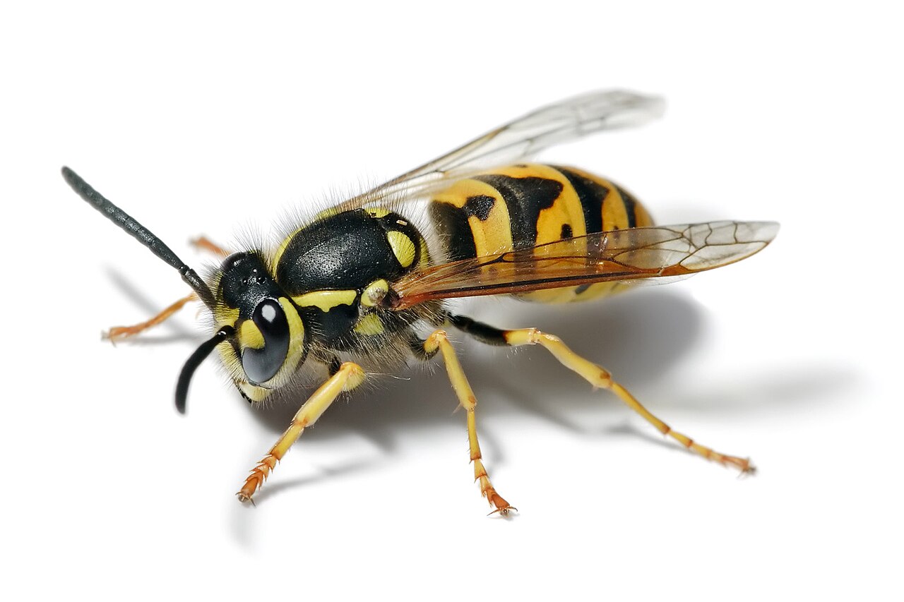 European_wasp_white_bg Close-up of a common wasp side view.